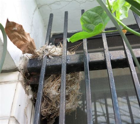 有鳥在家築巢|【家中有鳥築巢】鳥築巢兆頭！家中有鳥築巢的風水好運